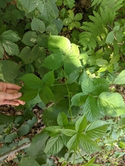 Rubus frondosus