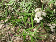 Ozothamnus argophyllus