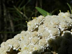 Ozothamnus argophyllus