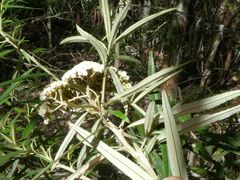 Ozothamnus argophyllus