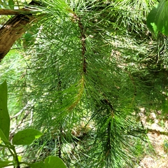 Pinus radiata