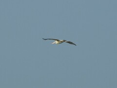 Pelecanus philippensis