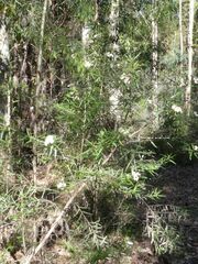 Ozothamnus argophyllus