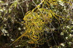 Caustis flexuosa