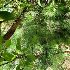 Pinus radiata