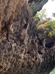 Macaca fascicularis