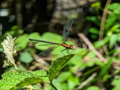 Austroargiolestes amabilis