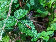 Austroargiolestes amabilis