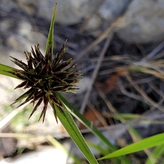 Cyperus congestus
