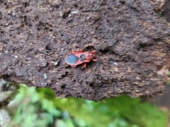 Haematoloecha nigrorufa