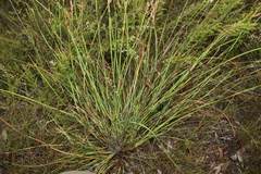 Machaerina juncea