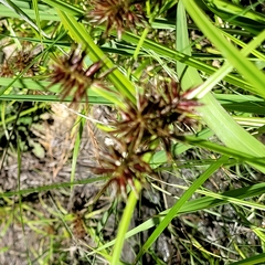 Cyperus congestus