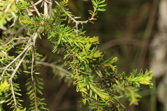 Melaleuca sieberi
