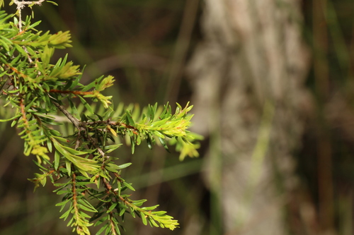 Image of Melaleuca sieberi by (c) Greg Tasney, some rights reserved (CC BY-SA)