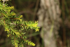 Melaleuca sieberi