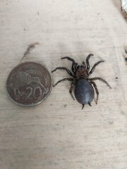 Porrhothele antipodiana