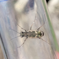Neocicindela latecincta