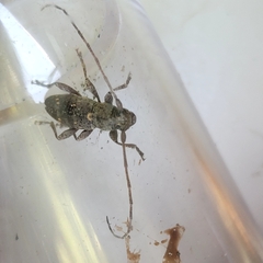 Cerambycoidea