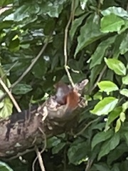 Sundasciurus juvencus