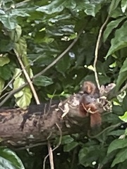 Sundasciurus juvencus