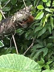 Sundasciurus juvencus