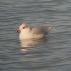 Ichthyaetus melanocephalus