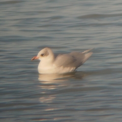 Ichthyaetus melanocephalus