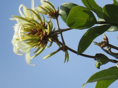Ancylobothrys petersiana