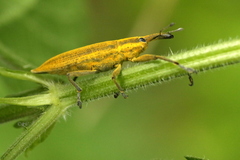 Lixus iridis