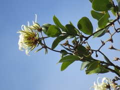 Ancylobothrys petersiana
