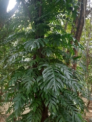 Epipremnum pinnatum
