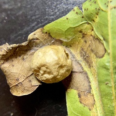 Amphibolips quercusostensackenii