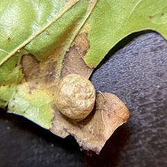 Amphibolips quercusostensackenii