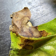 Amphibolips quercusostensackenii