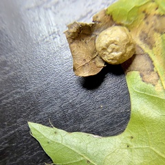 Amphibolips quercusostensackenii