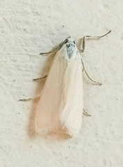 Scirpophaga