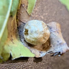 Amphibolips quercusostensackenii