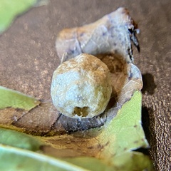 Amphibolips quercusostensackenii