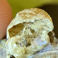 Amphibolips quercusostensackenii