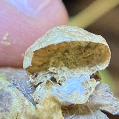 Amphibolips quercusostensackenii