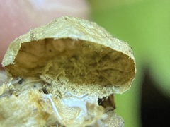 Amphibolips quercusostensackenii