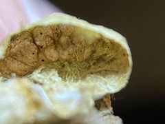 Amphibolips quercusostensackenii