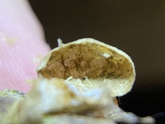 Amphibolips quercusostensackenii