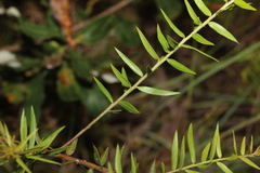 Daviesia umbellulata