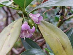 Myoporum bontioides