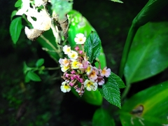 Lantana × strigocamara