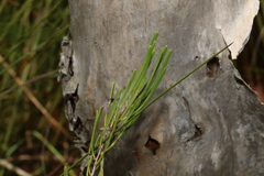 Strangea linearis