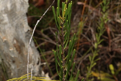 Strangea linearis