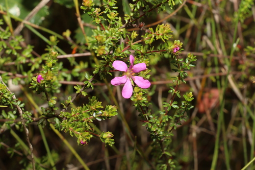 Image of Bauera capitata by (c) Greg Tasney, some rights reserved (CC BY-SA)