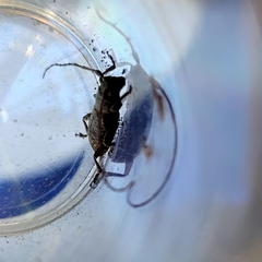 Cerambycoidea